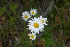 P1050244